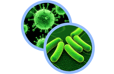 Вирус и бактерии