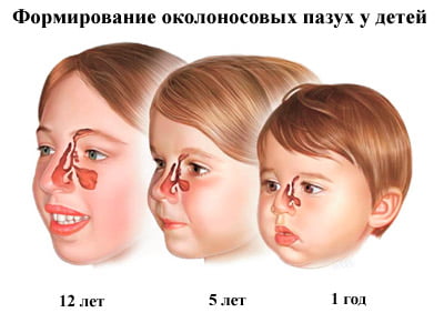 Строение носа у детей